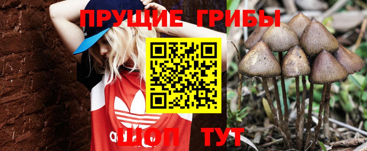 Рузаевка  Галлюциногенные грибы Cubensis  Вход с VPN 